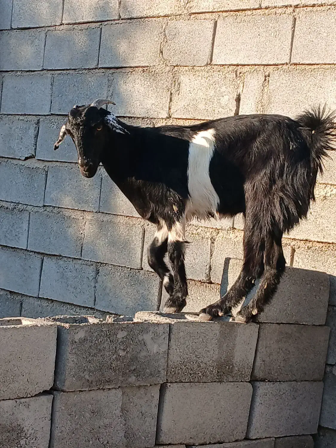 کهر ماده فروشی قیمت مناسب رودان|حیوانات مزرعه|رودان, |دیوار