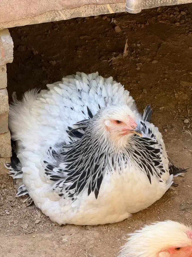 تخم نطفه دار برهما لایت و بلو لایت|حیوانات مزرعه|اصفهان, احمدآباد|دیوار