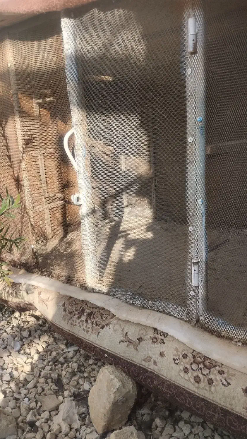 گنجه کبوتر|لوازم جانبی حیوانات|سیدان, |دیوار