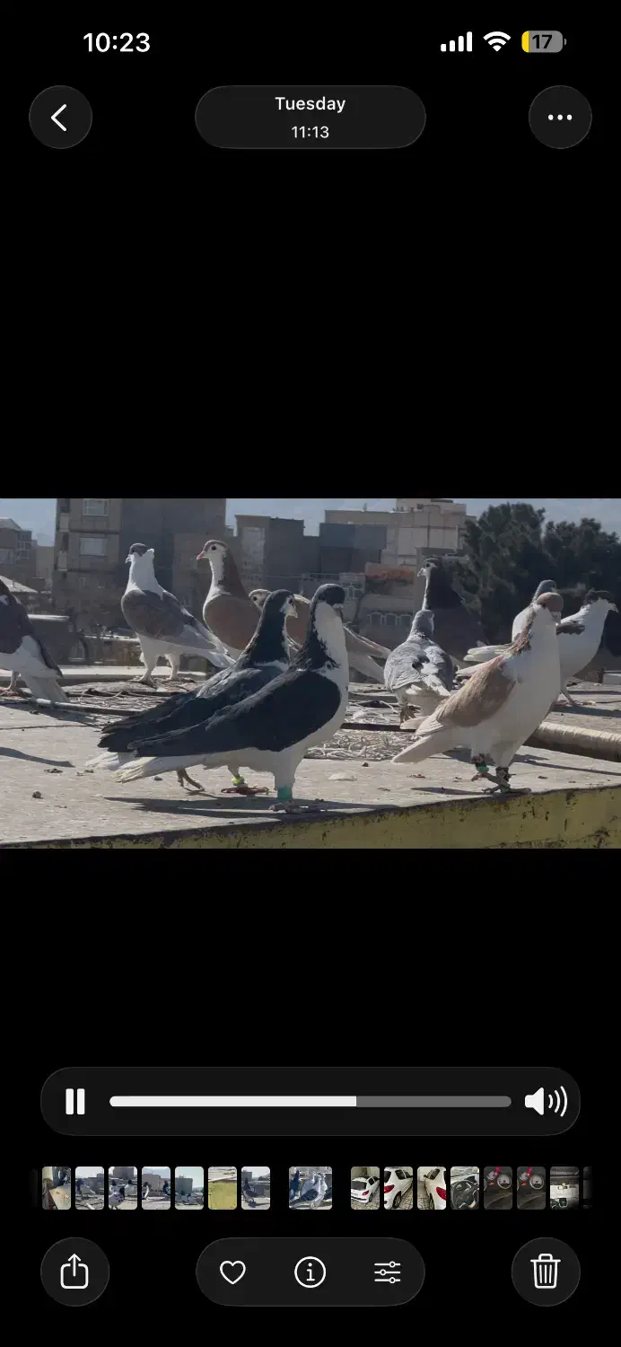 ۳۰تاسادع نر جوجه بوم درجه یک|پرنده|تربتحیدریه, داروپخش|دیوار