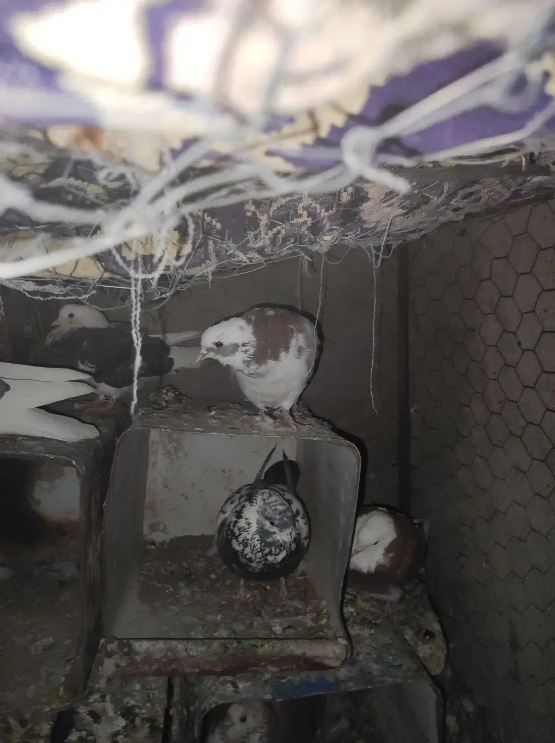 کفتر فروشی شهربابک خورسند|پرنده|شهر بابک, |دیوار