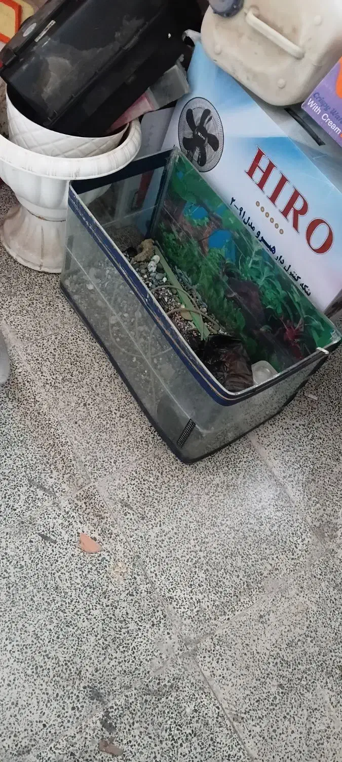 قفس پرنده|لوازم جانبی حیوانات|پاکدشت, شهرک امام رضا|دیوار