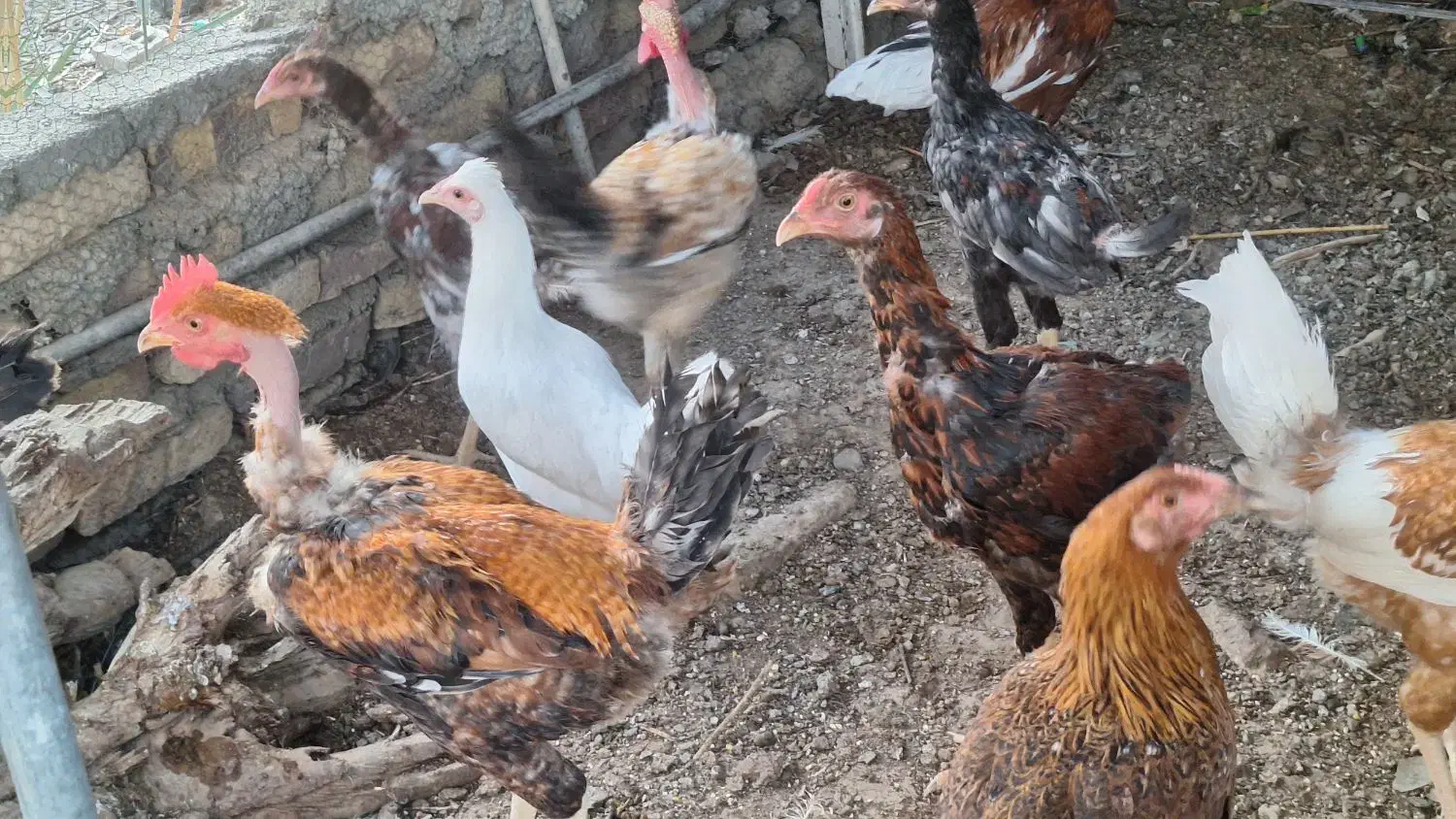 مرغ و خروس|حیوانات مزرعه|زابل, |دیوار