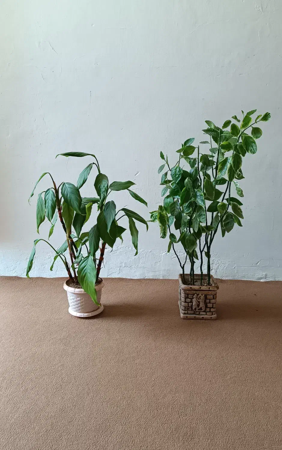 گل طبیعی|گل و گیاه طبیعی|صحنه, |دیوار