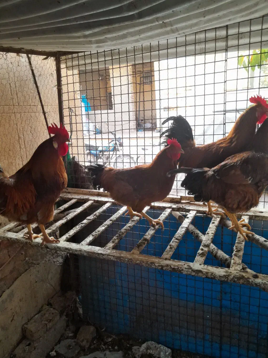 خروس رسمی|حیوانات مزرعه|پاکدشت, پارچین|دیوار