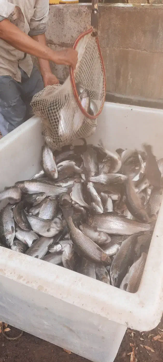 کارگر مزرعه پرورش ماهی و کباب ماهی واشپزی|استخدام سرایداری و نظافت|قم, زمان زاده|دیوار