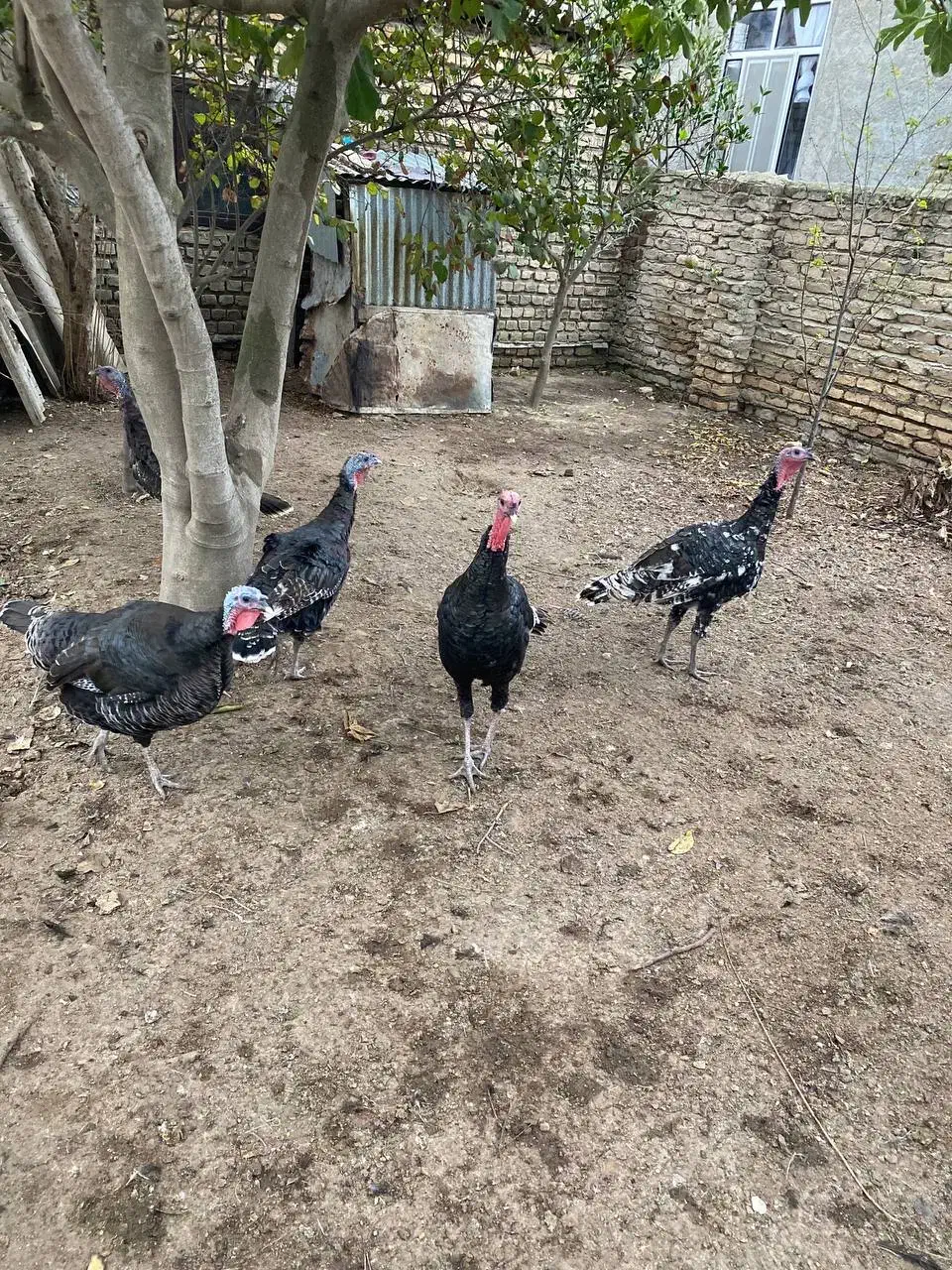 بوقلمون|حیوانات مزرعه|گمیشان, |دیوار