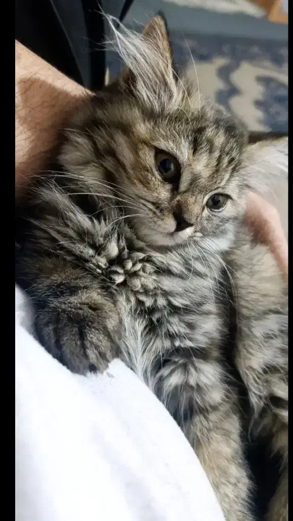 گربه نژاد بریتیش و پرشین میکس|گربه|اهواز, شهرک برق|دیوار