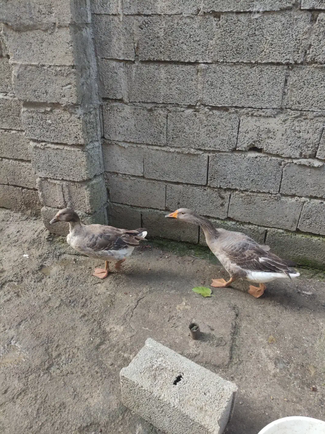 غاز نرو ماده|حیوانات مزرعه|پره‌سر, |دیوار