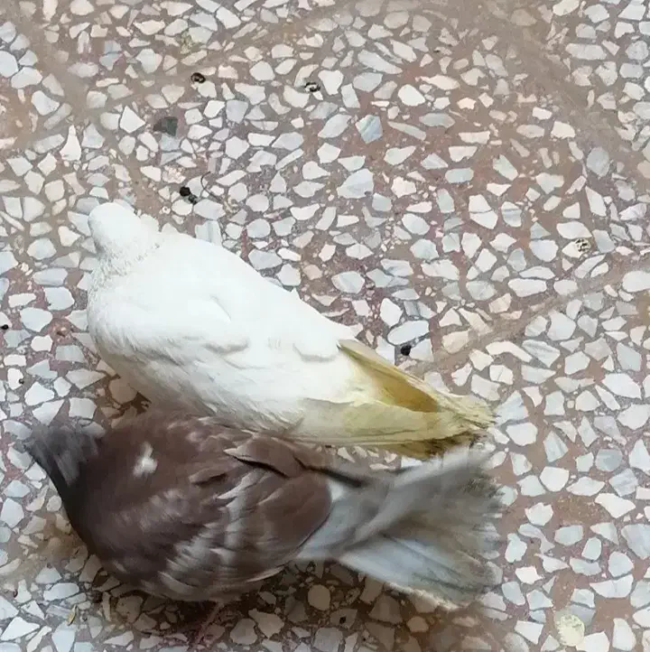 کبوتر|حیوانات|قم, صدوق|دیوار