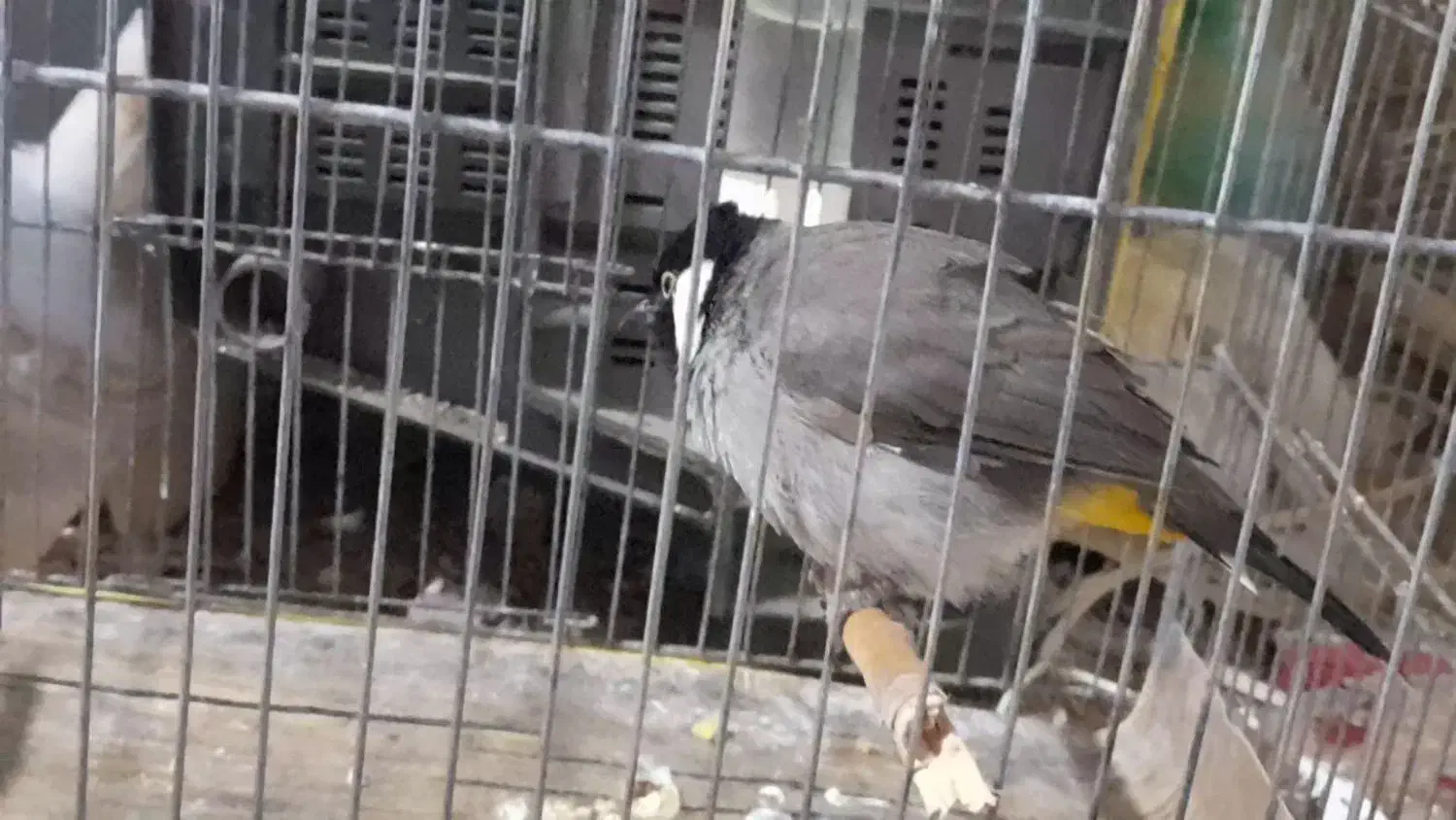 گوره پلاکی نرماده|پرنده|دزفول, |دیوار