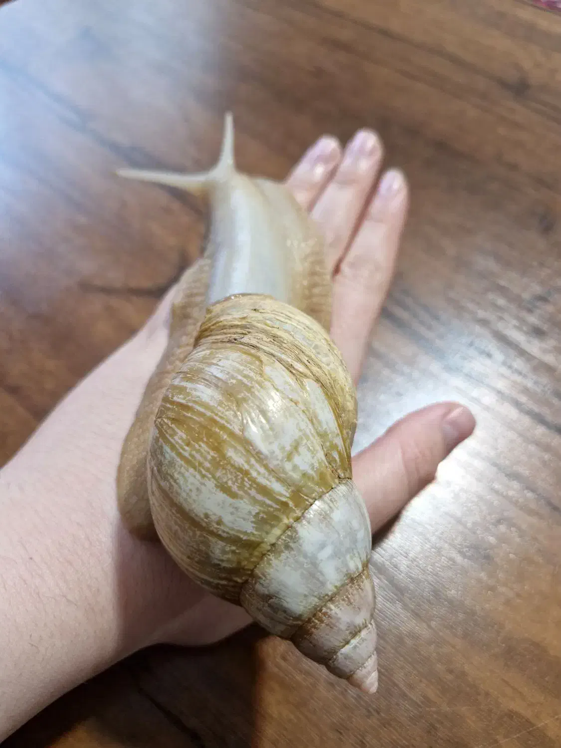 حلزون آچاتینا(آلبینو) طبی، مقاوم و کلاژن ساز|خزنده|اردبیل, |دیوار