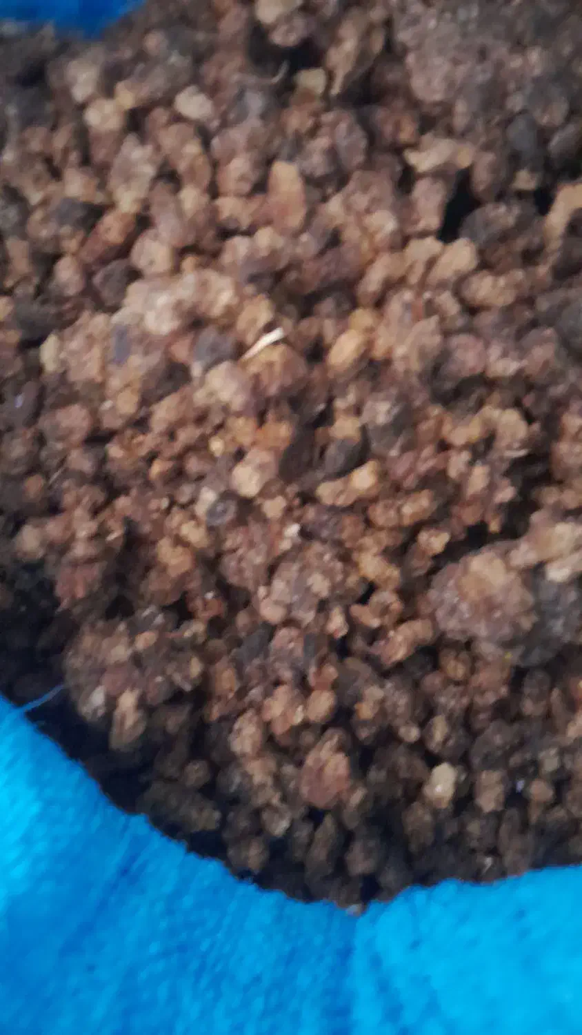 توت توت|خوردنی و آشامیدنی|مشگین شهر, |دیوار