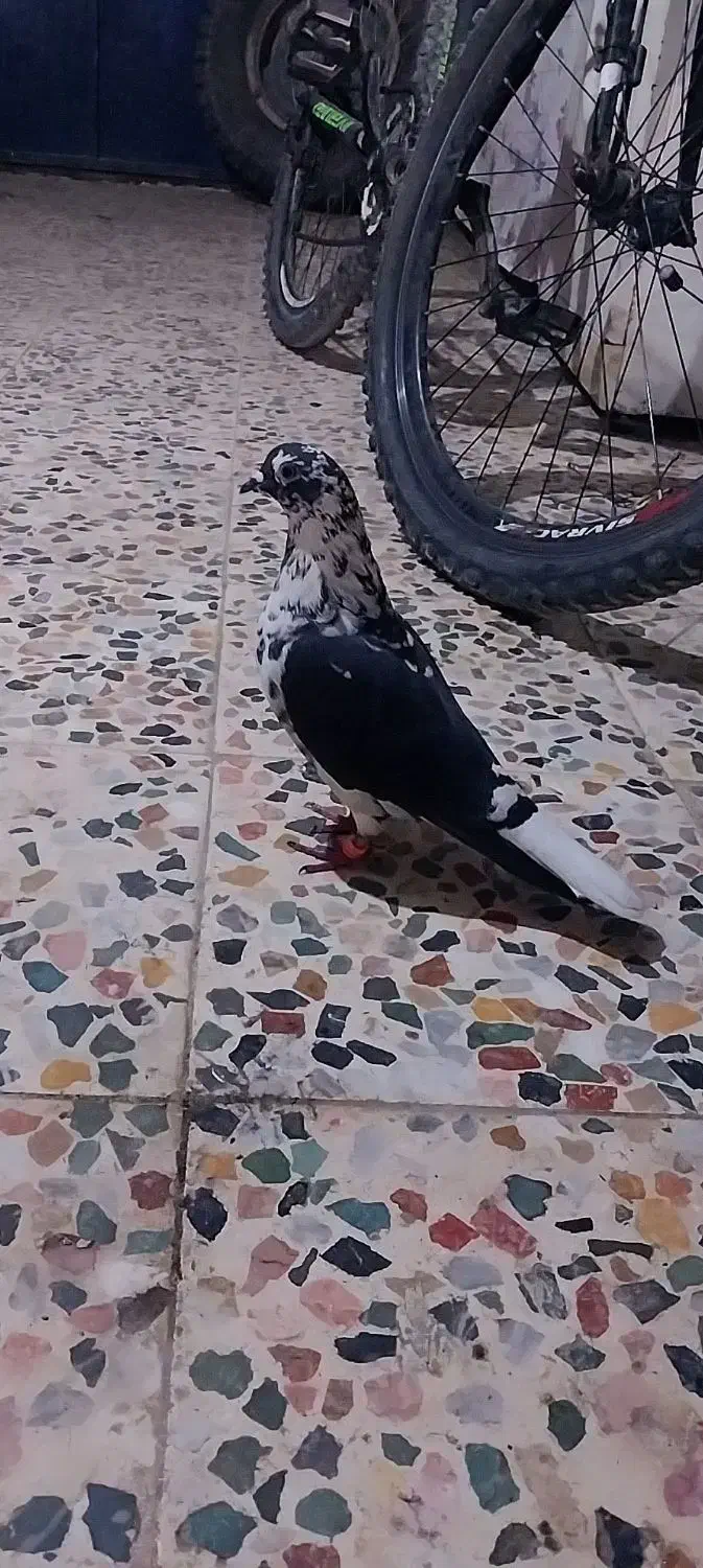 کفتر|پرنده|کردکوی, |دیوار