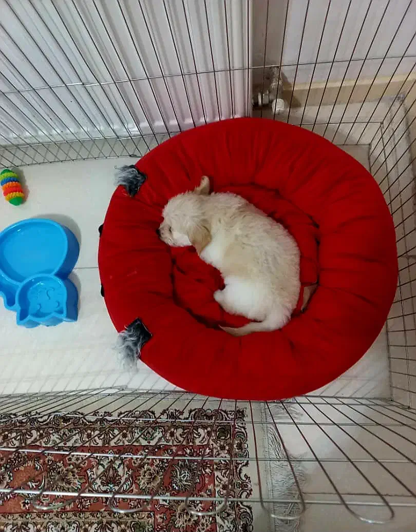 سگ شیتزو نر|سگ|ماهدشت, |دیوار