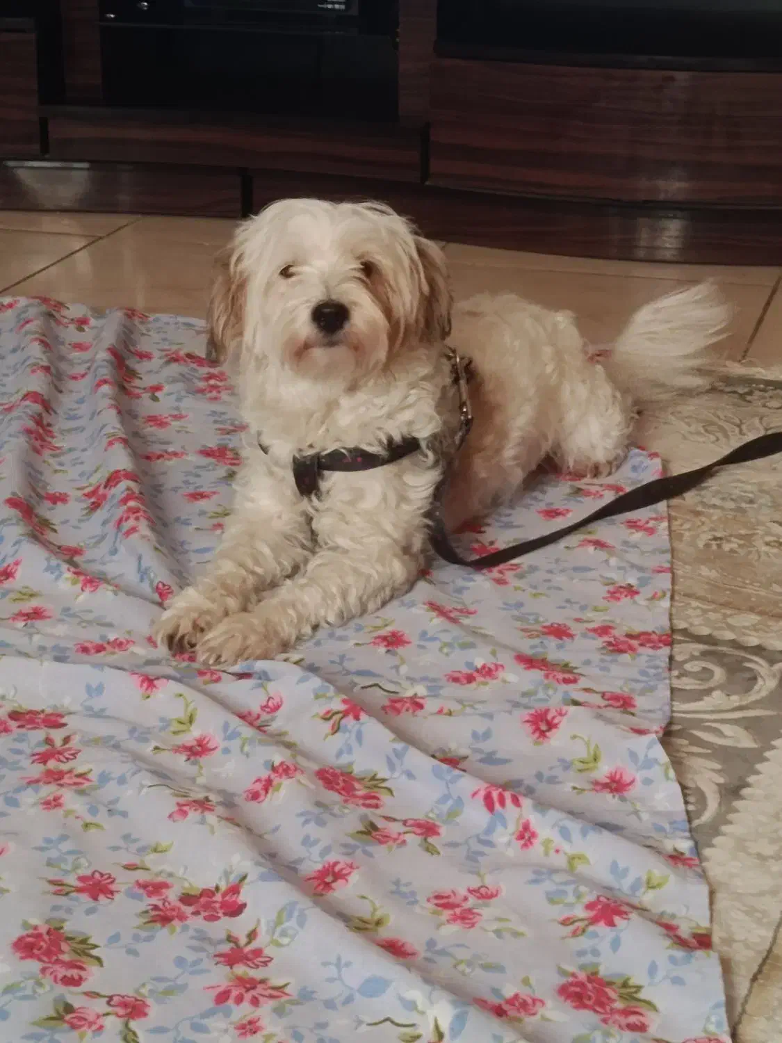 سگ شیپو|سگ|پرند, فاز ۶|دیوار