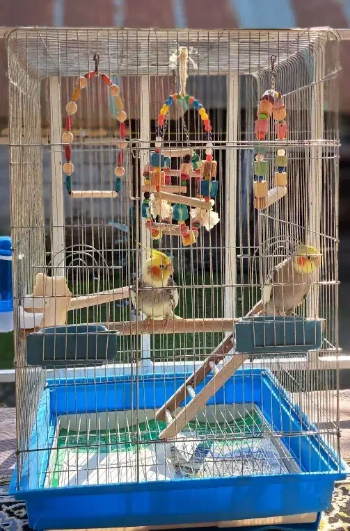 عروس هلندی سخنگو|پرنده|لاهیجان, آهندان|دیوار