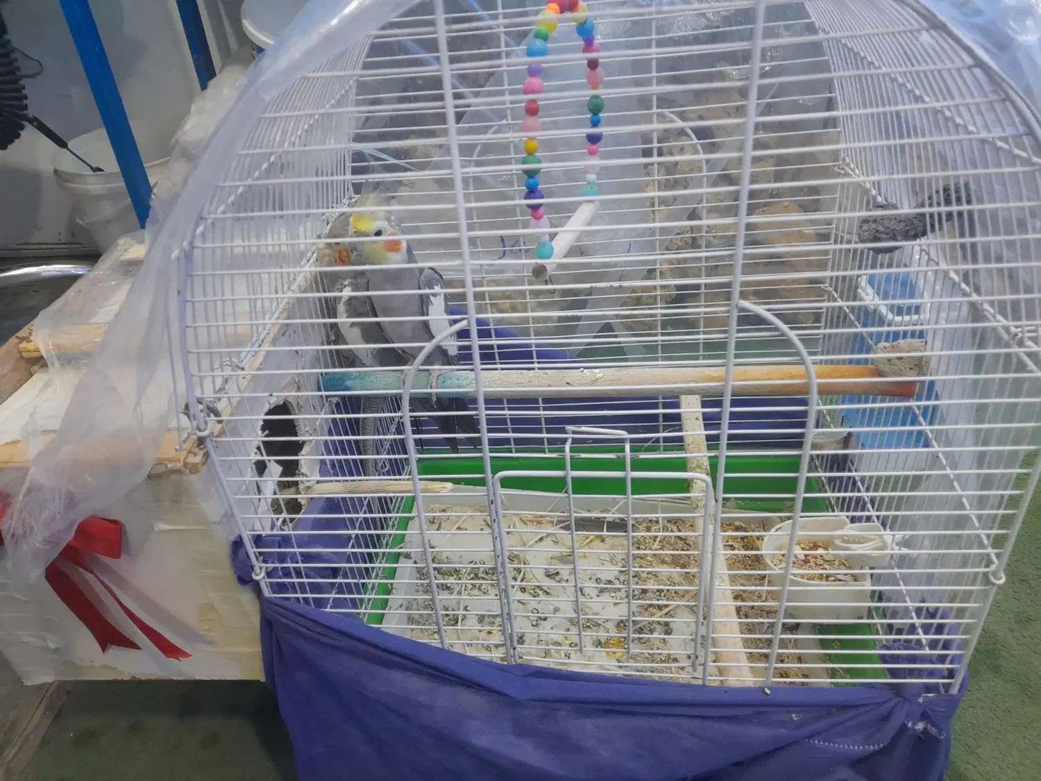 عروس هلندی به شرط جفت و تخم گذاری|پرنده|نسیمشهر, |دیوار