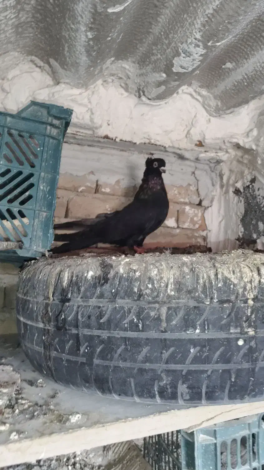 صرب|پرنده|ملکان, |دیوار