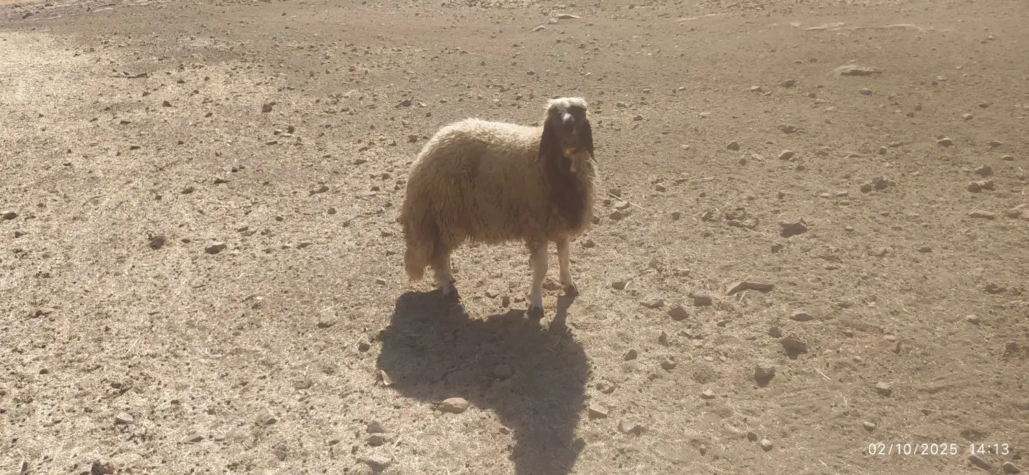 کاور ورن درجه یک سنجابی|حیوانات مزرعه|سرپل ذهاب, |دیوار