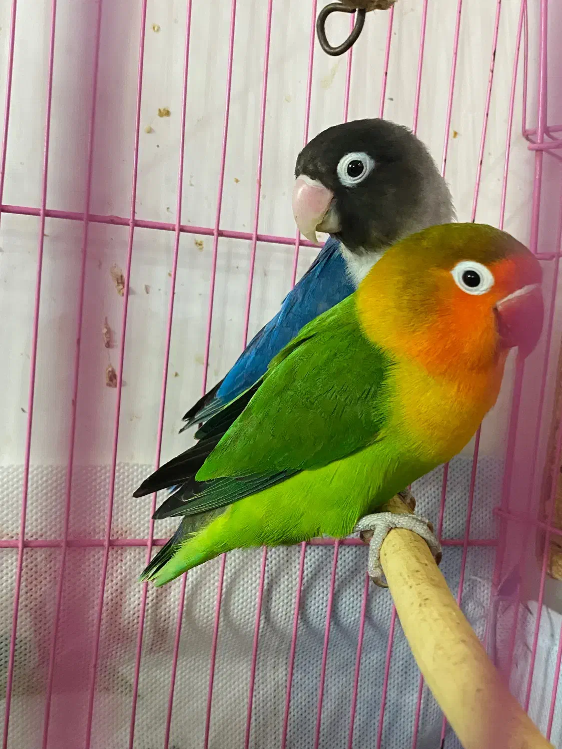 عروس هلندی و طوطی برزیلی|پرنده|رشت, منظریه|دیوار