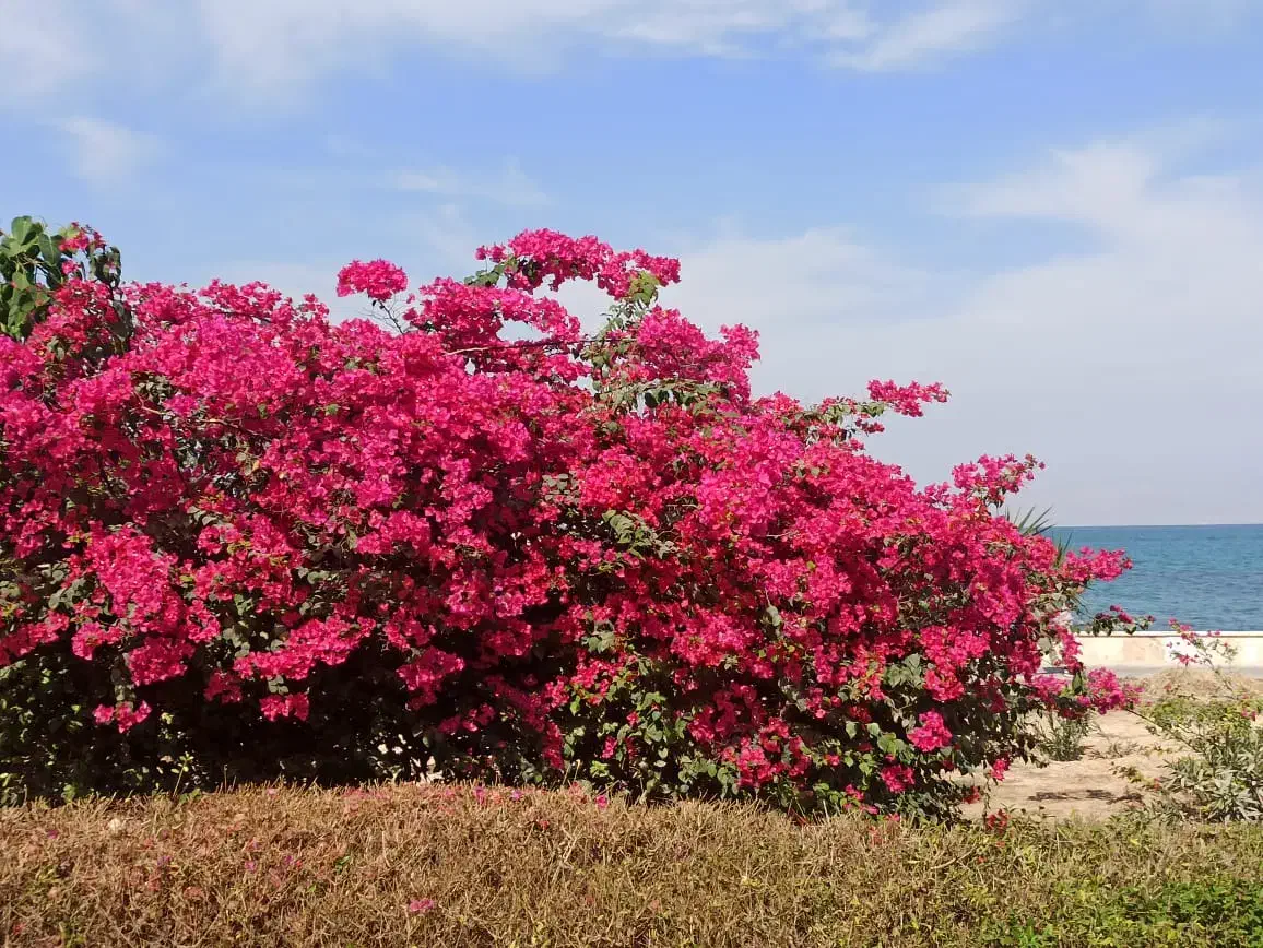 زمین ۳۴۱ متری جنوبی در *چشمه توتی* طوطی|فروش زمین و ملک کلنگی|اصفهان, دانشگاه اصفهان|دیوار