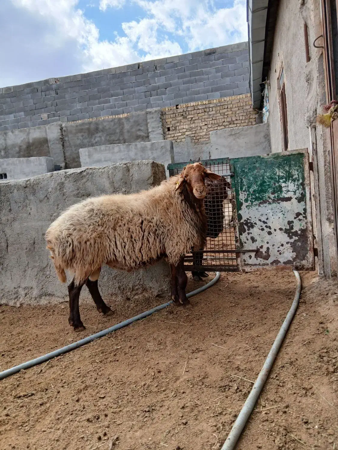 قوچ همو|حیوانات مزرعه|قوچان, |دیوار