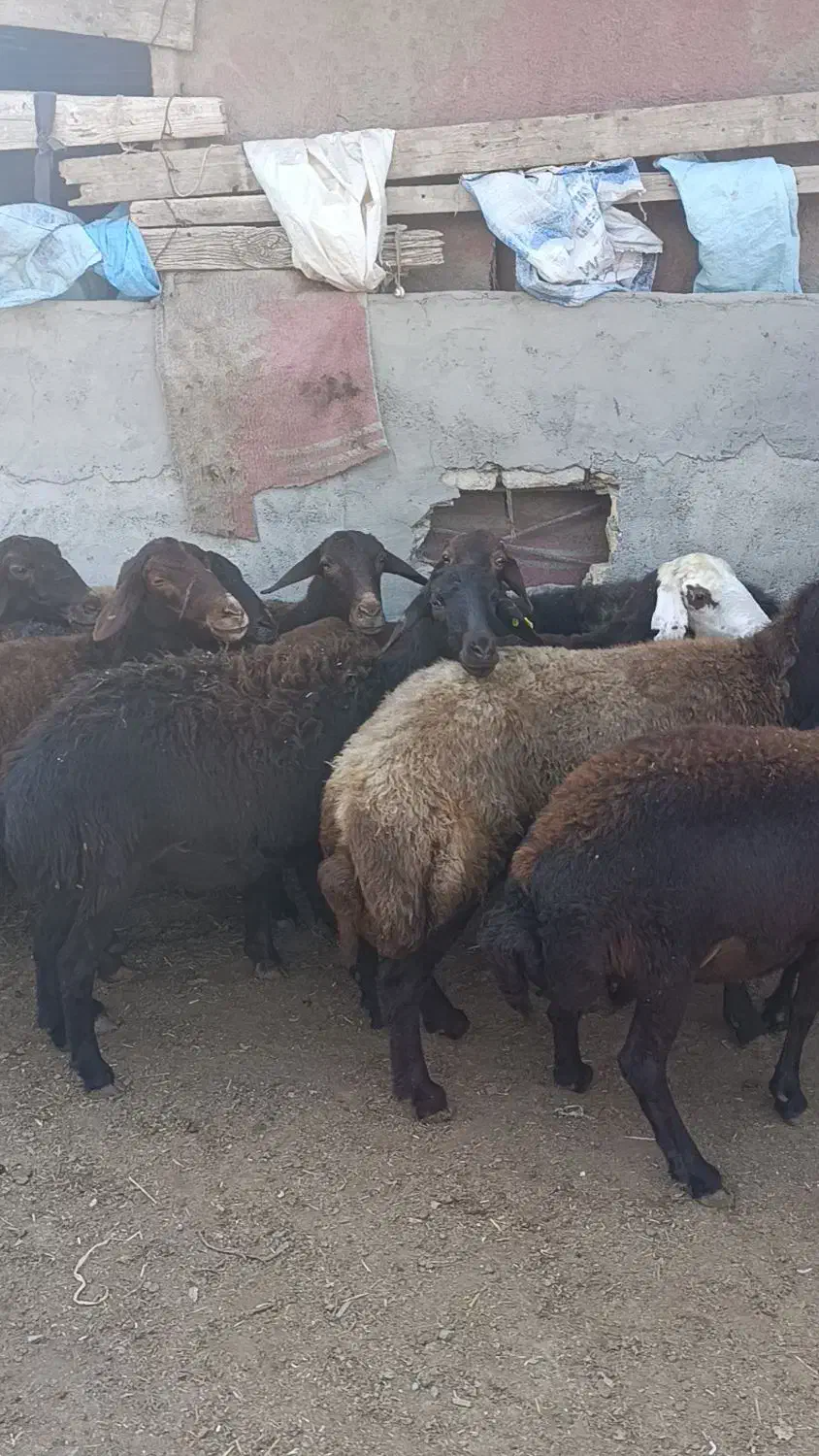 10راس گوسفند آبستن جوان سونو گرافیشده|حیوانات مزرعه|سیمین شهر, |دیوار