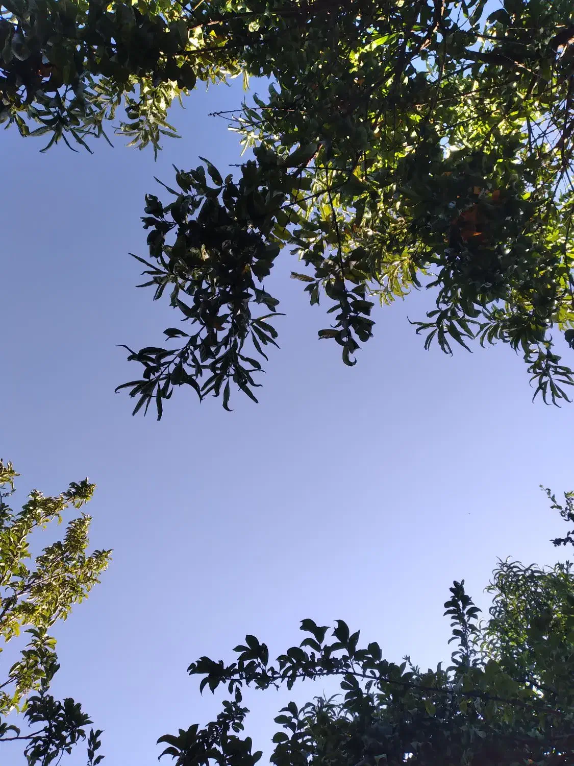 باغ فروشی|فروش دفتر صنعتی، کشاورزی، تجاری|الشتر, |دیوار