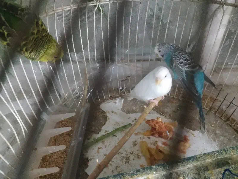 جفت|پرنده|مشهد, سمزقند|دیوار