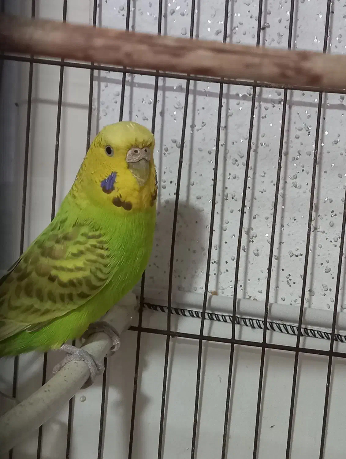 مرغ عشق ماده زیبا و سرحال|پرنده|بابل, |دیوار