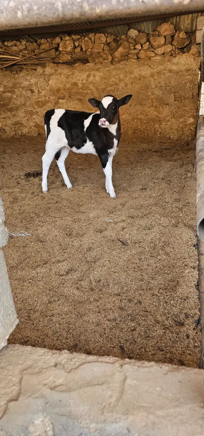 گاو گوساله|حیوانات مزرعه|ارژن, |دیوار