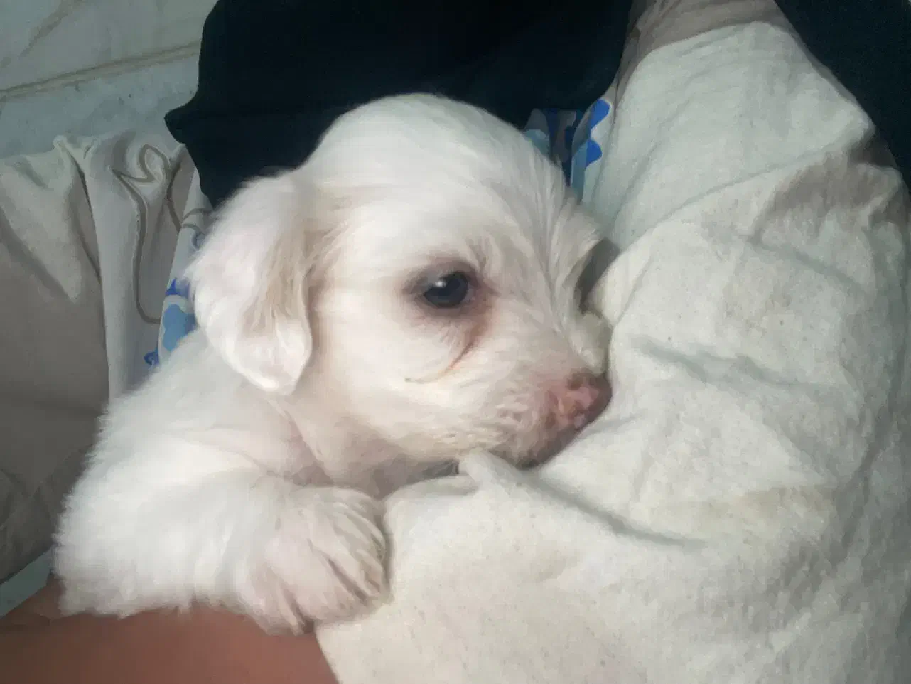 واگذاری سگ شیتزو‌ رکس|سگ|سیرجان, |دیوار