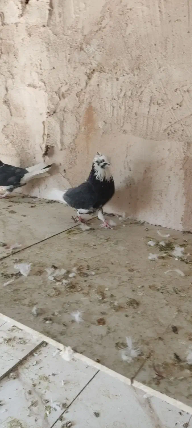 کبوتر شازده مشکی|پرنده|خمینی‌شهر, |دیوار