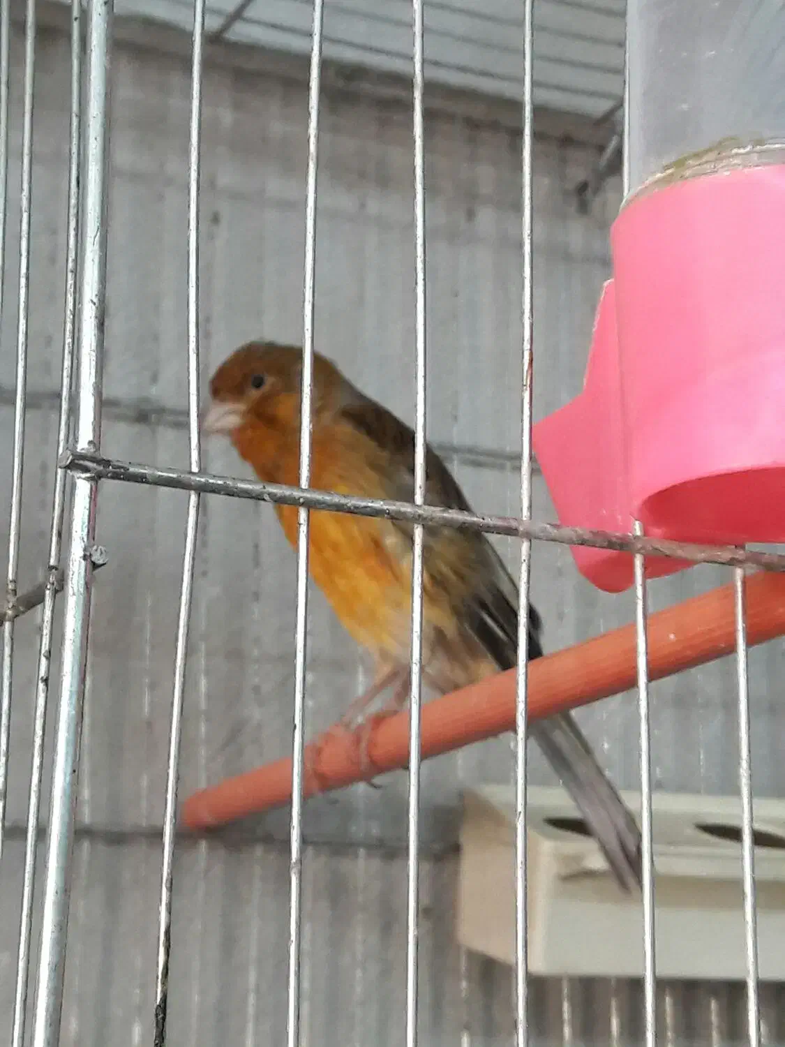 قناری نر|پرنده|الوند, |دیوار