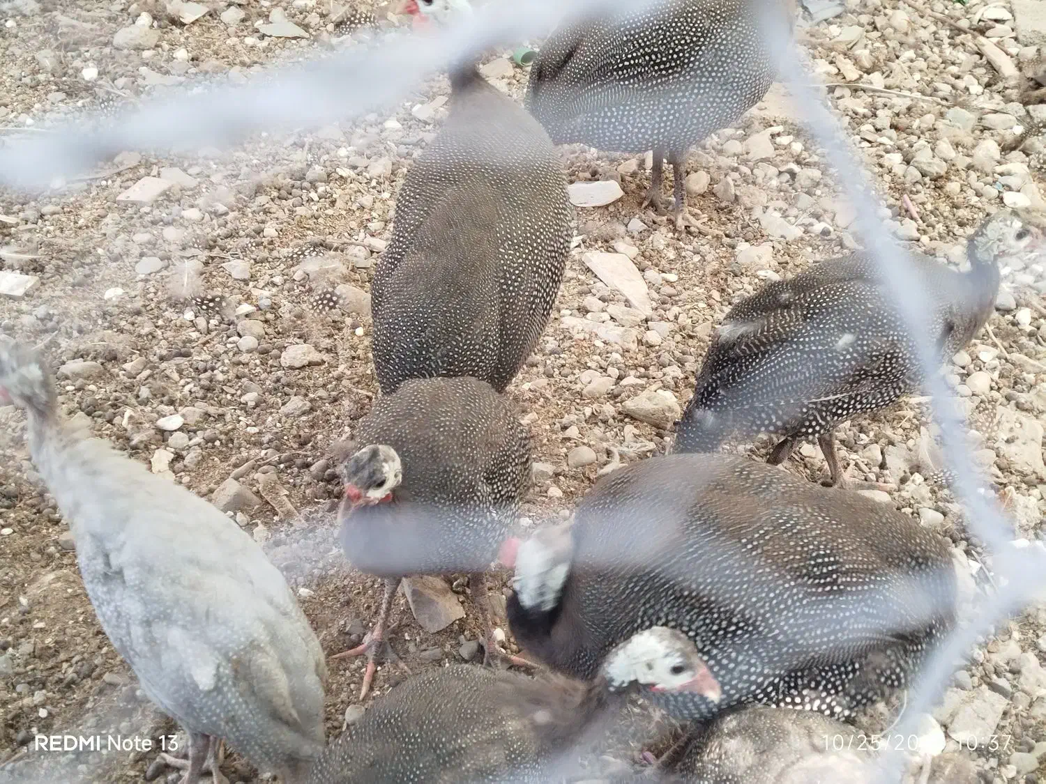 فروش مرغ محلی و شاخدار به علاوه یک چپشت|حیوانات مزرعه|فین, |دیوار