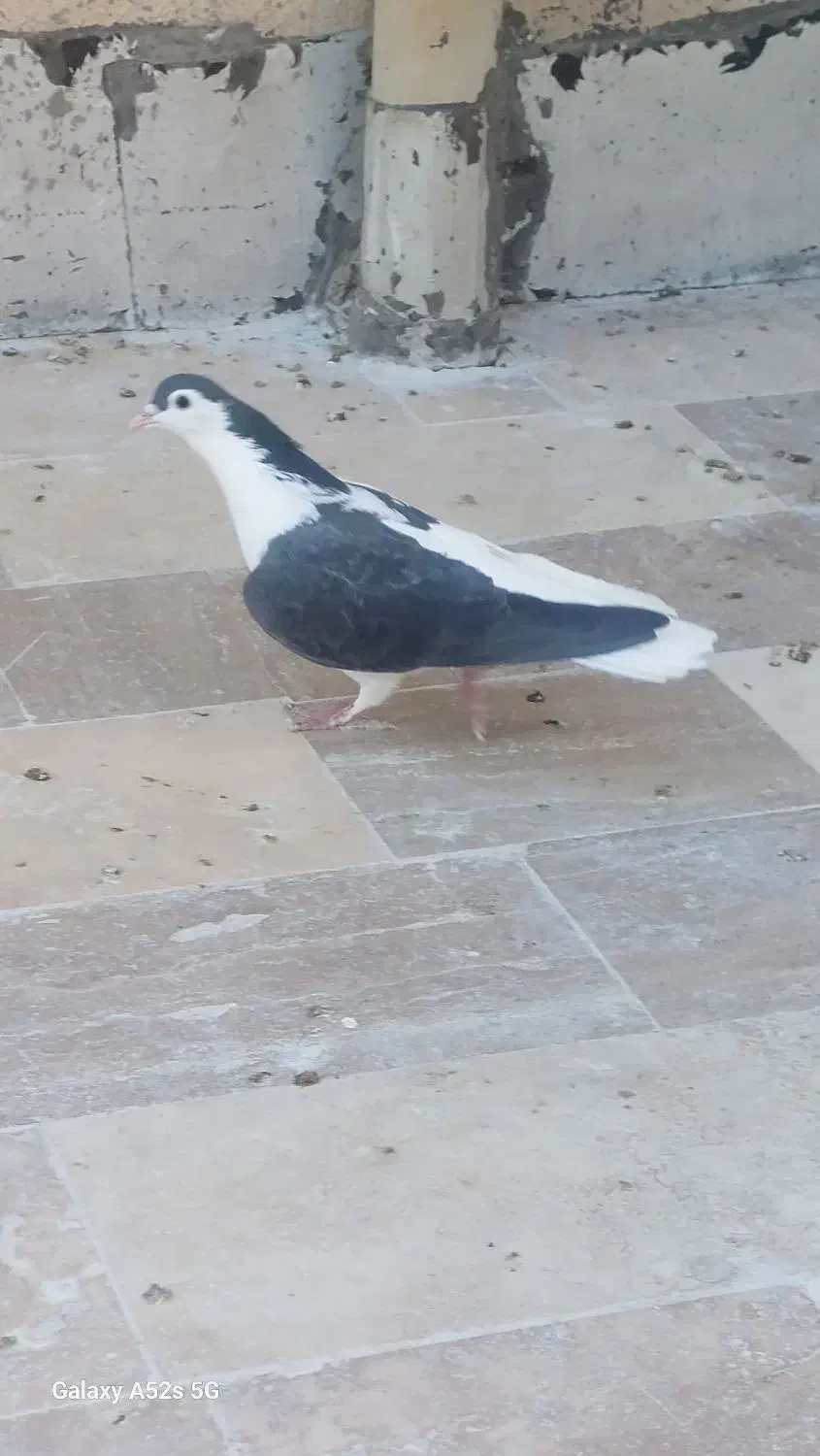 پلاس یکتی|پرنده|قم, انسجام|دیوار