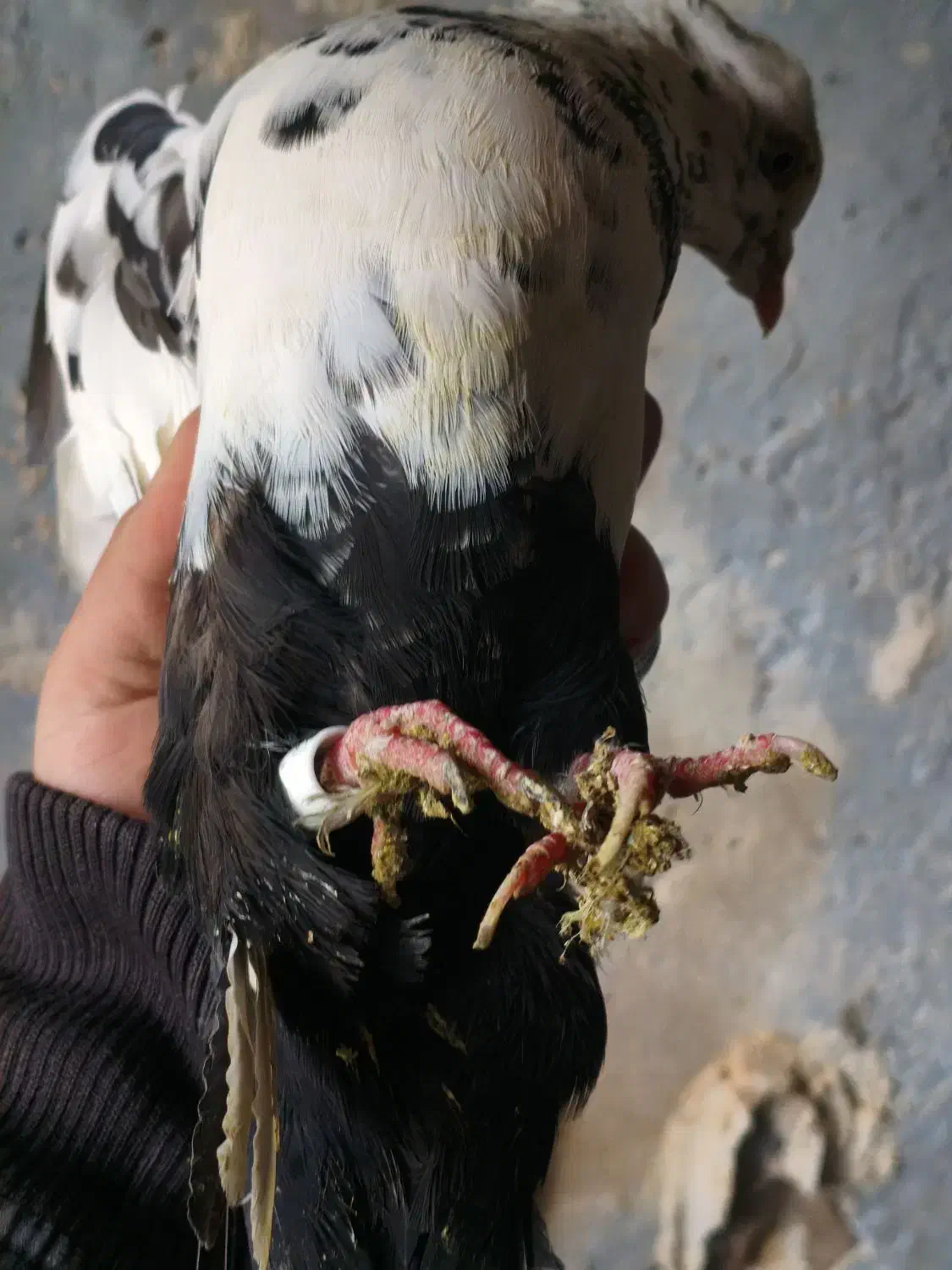 دم سیاه نر|پرنده|شیراز, بازار|دیوار