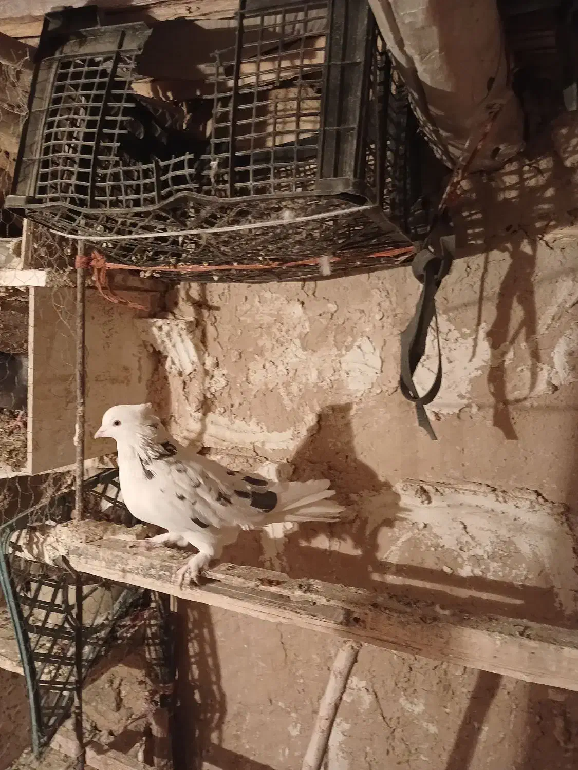 نرپشتار|پرنده|زالیان, |دیوار