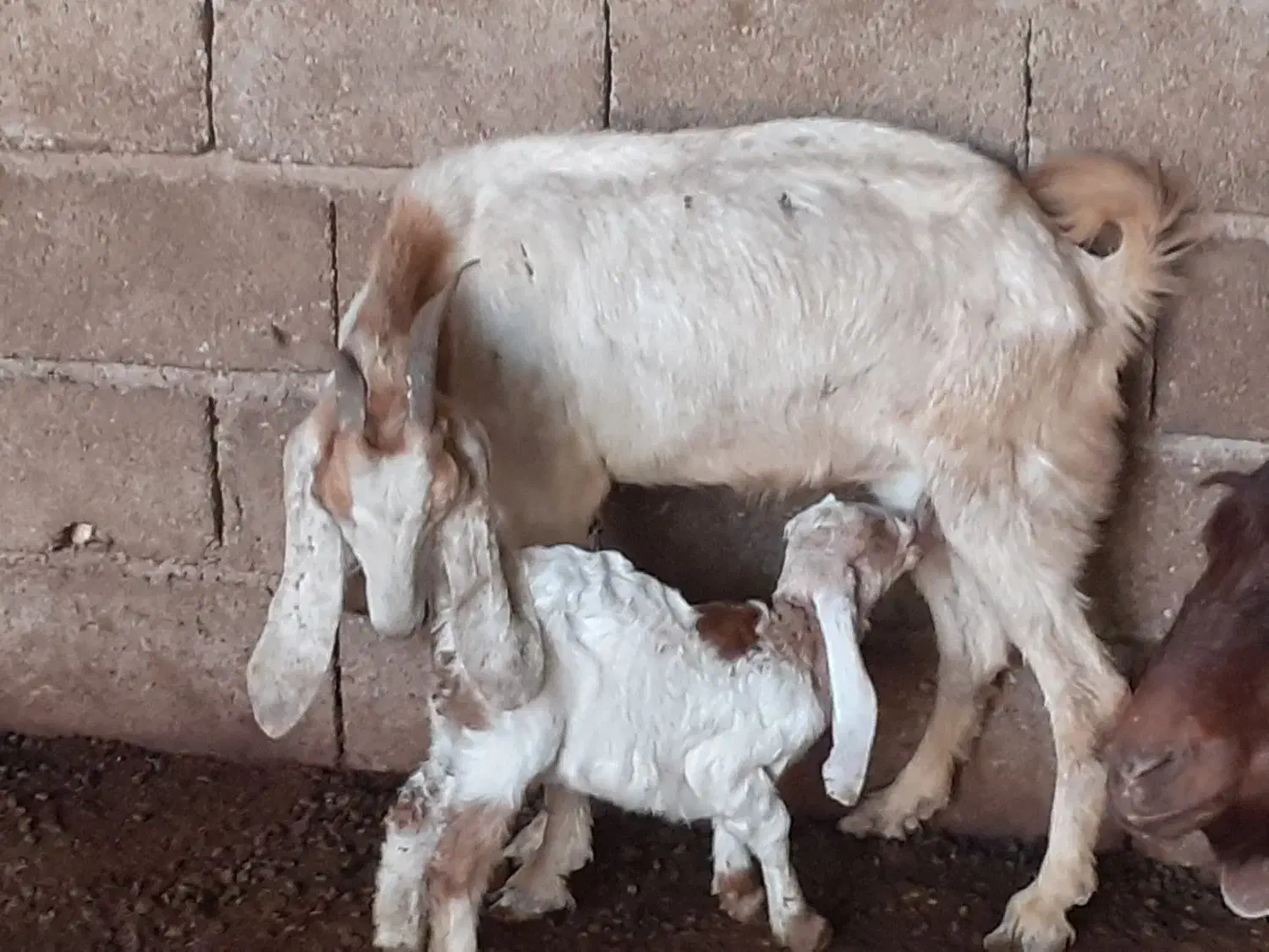 بز نجدی|حیوانات مزرعه|شادگان, |دیوار