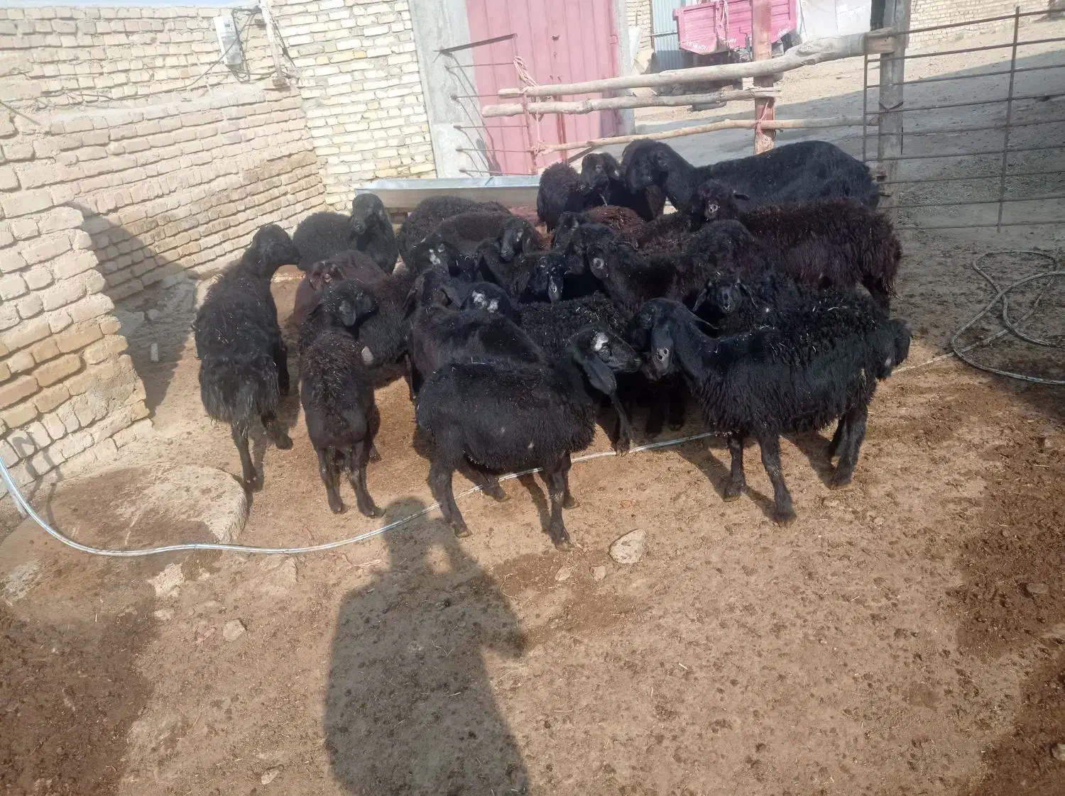 بره نر|حیوانات مزرعه|ایجرود, |دیوار