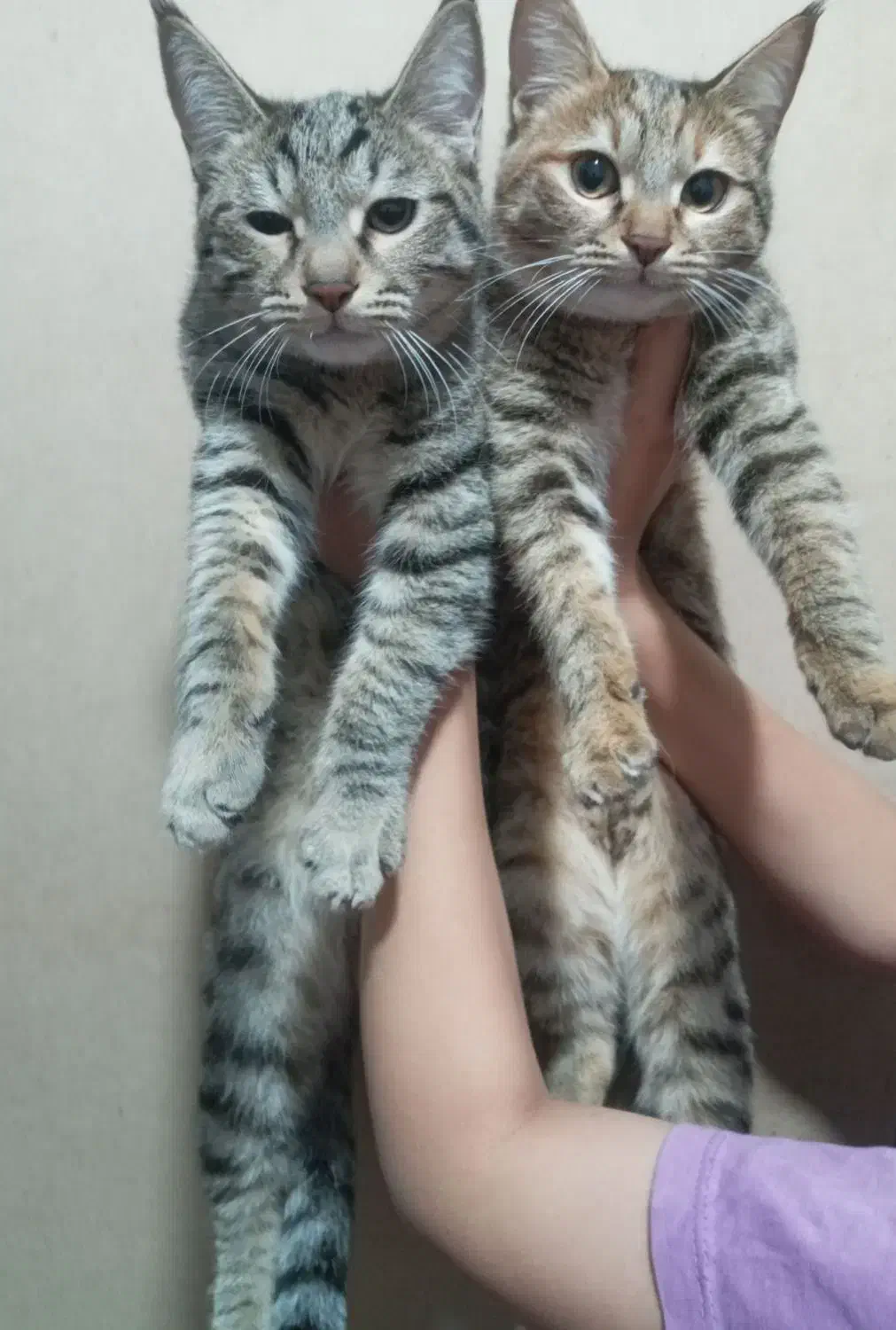 گربه خانگی|گربه|رفسنجان, |دیوار