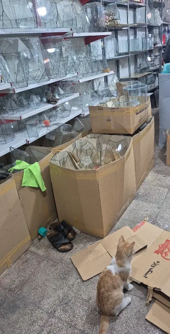 شیشه چند صلعی تراریوم چند وجهی تراریوم|گل و گیاه طبیعی|تهران, ابوذر|دیوار