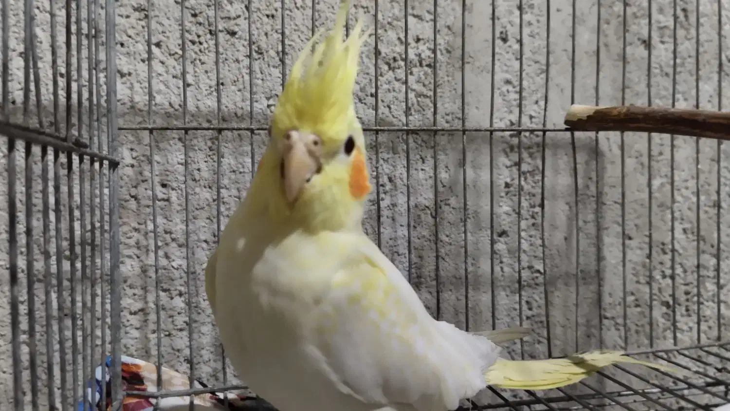 عروس هلندی ماده۳ماهه معاوضه و فروش|پرنده|جهرم, |دیوار