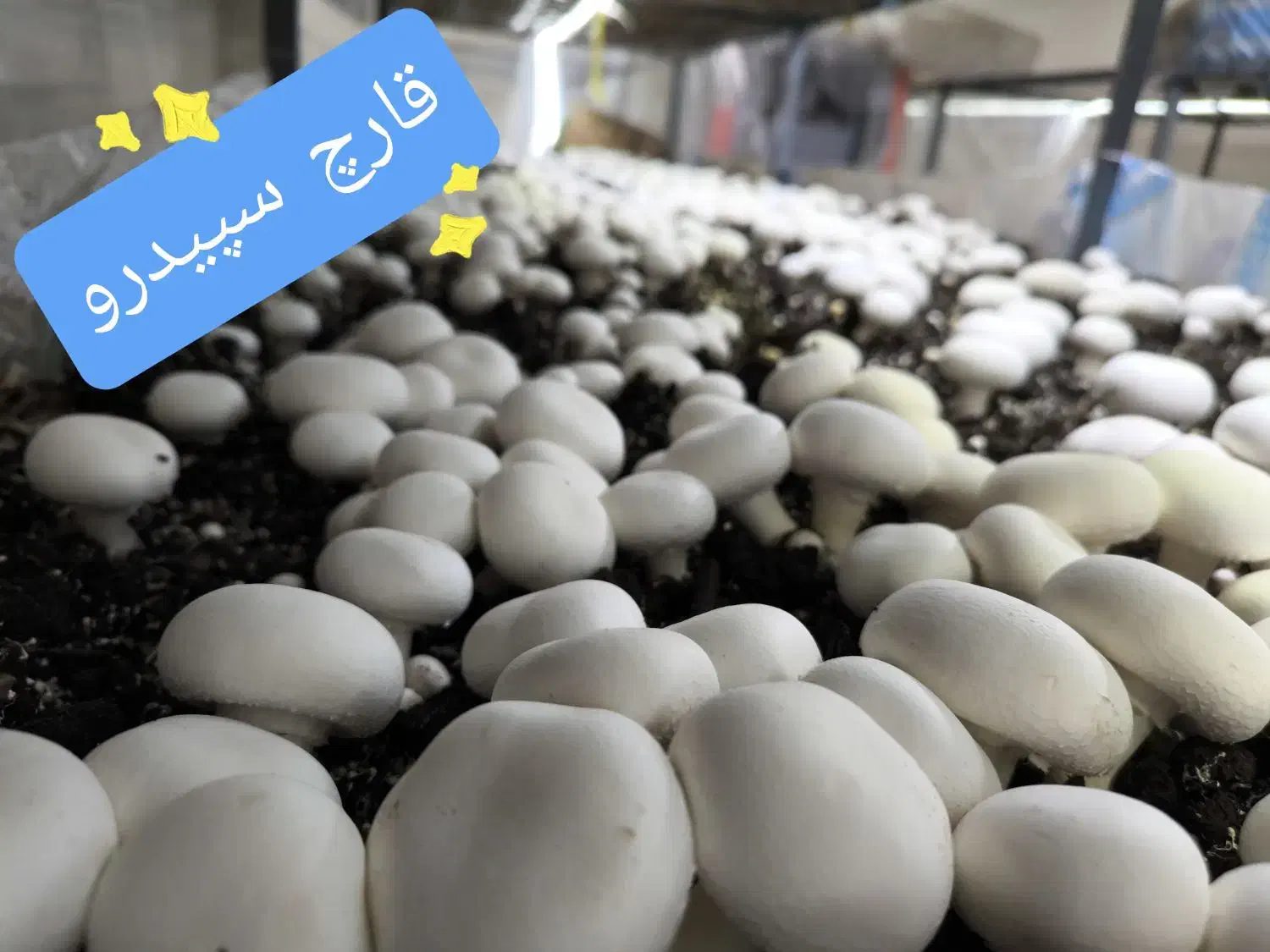 قارچ دکمه ای|خوردنی و آشامیدنی|اصفهان, سنبلستان|دیوار