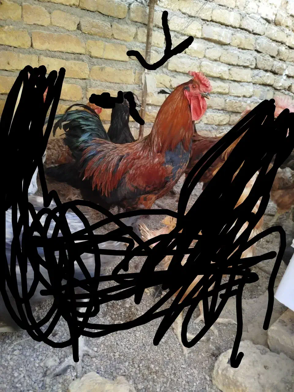 خروس چهل تاج فروشی|حیوانات مزرعه|خواف, |دیوار