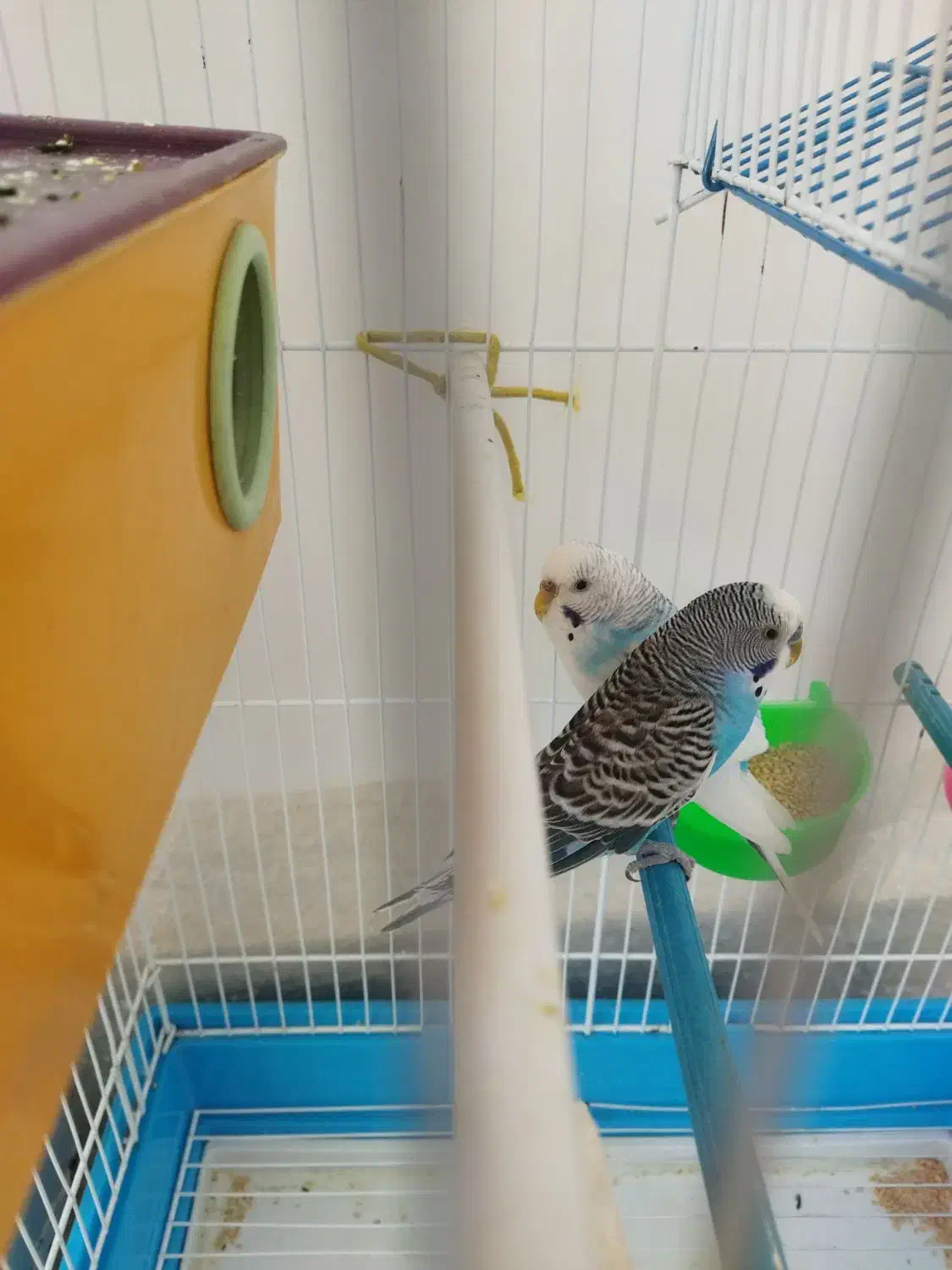 یک جفت مرغ عشق مولد و سالم|پرنده|بوکان, |دیوار