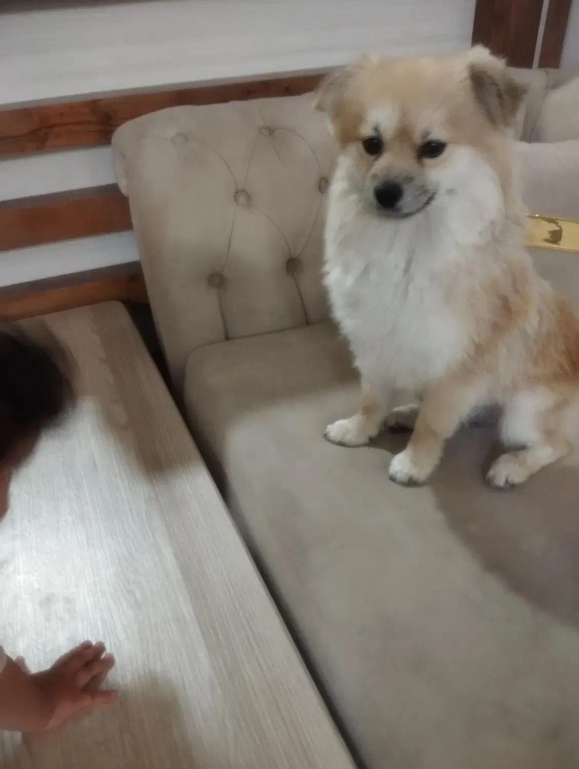 سگ پامرانین اصیل|سگ|تربتحیدریه, باغ سلطانی|دیوار