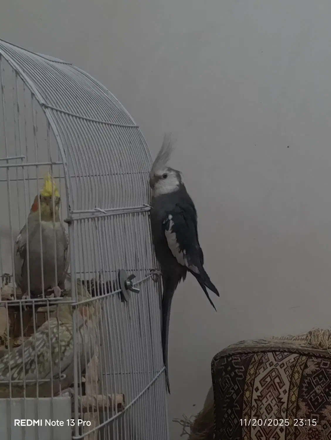 عروس هلندی و طوطی برزیلی|پرنده|چهارباغ, |دیوار