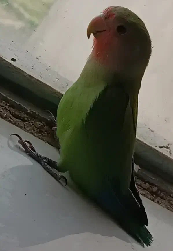 طوطی|پرنده|ایلام, |دیوار